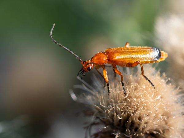 Gele weekkever (Rhagonycha fulva)